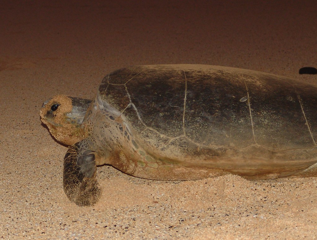 Green Turtle Ascension IslandLong Beach Drew Avery