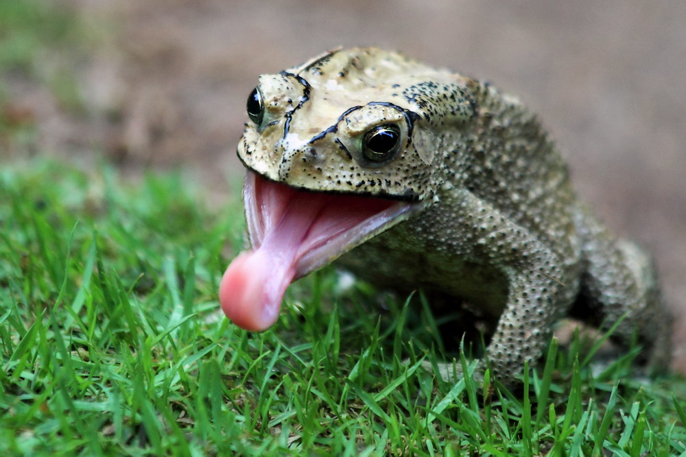 Toad Tongue Annemarie van den Berg Flickr