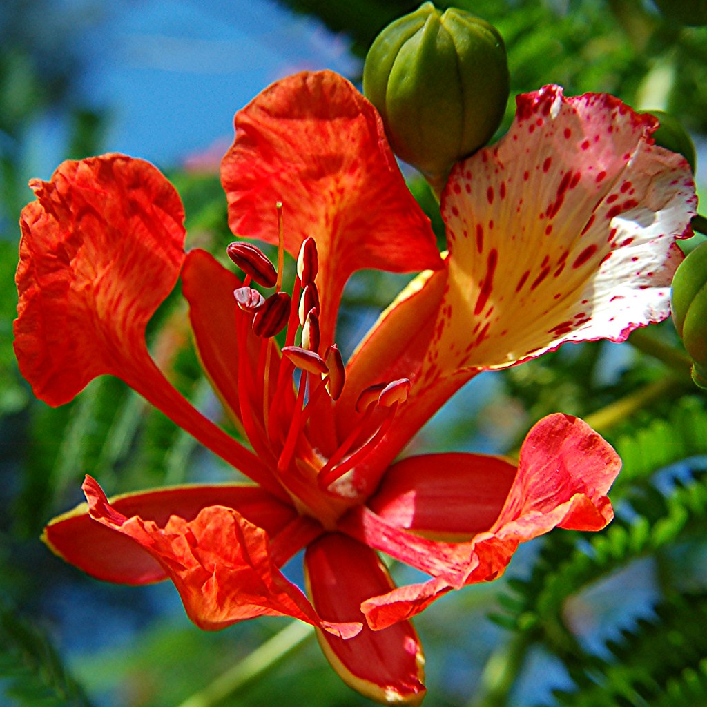 Royal Poinciana flowers, its buds and fernlike leaves Flickr
