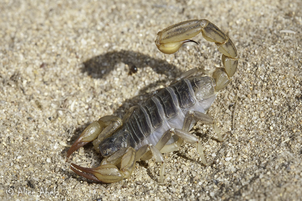 California Common Scorpion (Paruroctonus silvestrii) Flickr