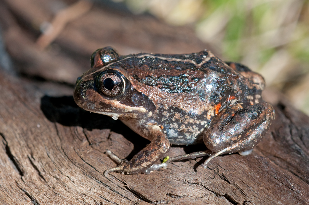 Western Banjo Frog LJ 20Jul08 res John Anderson Flickr
