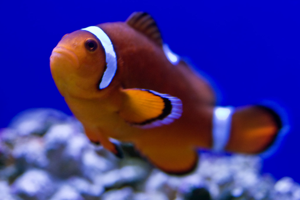 Splash Zone Clownfish The larger of the two clownfish in t… Flickr