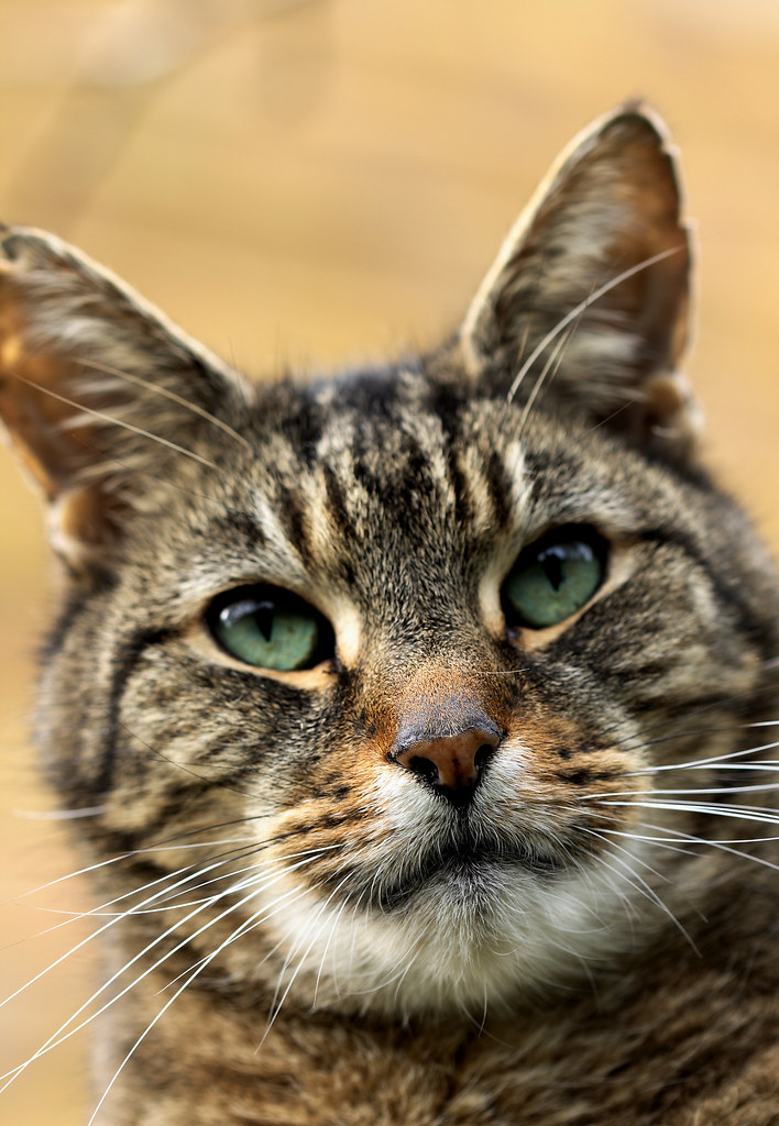 What Cat Is Barney Talking About at Marian Walt blog