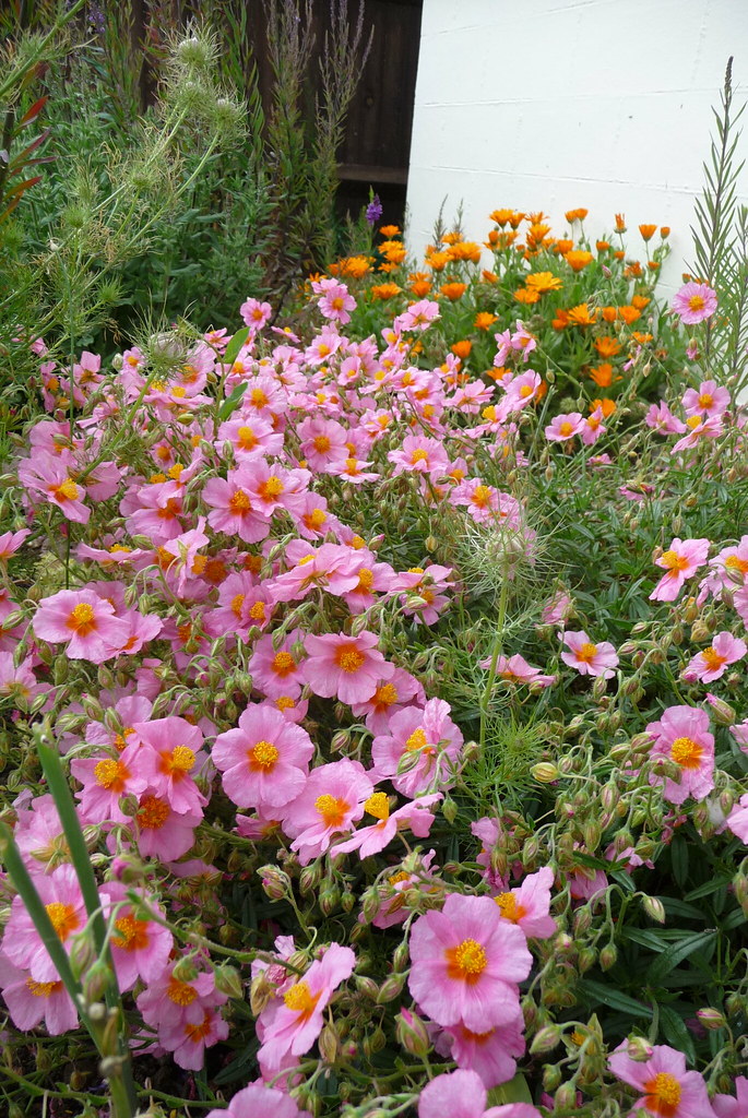 End of May is Good By the end of May the front garden is a… Flickr