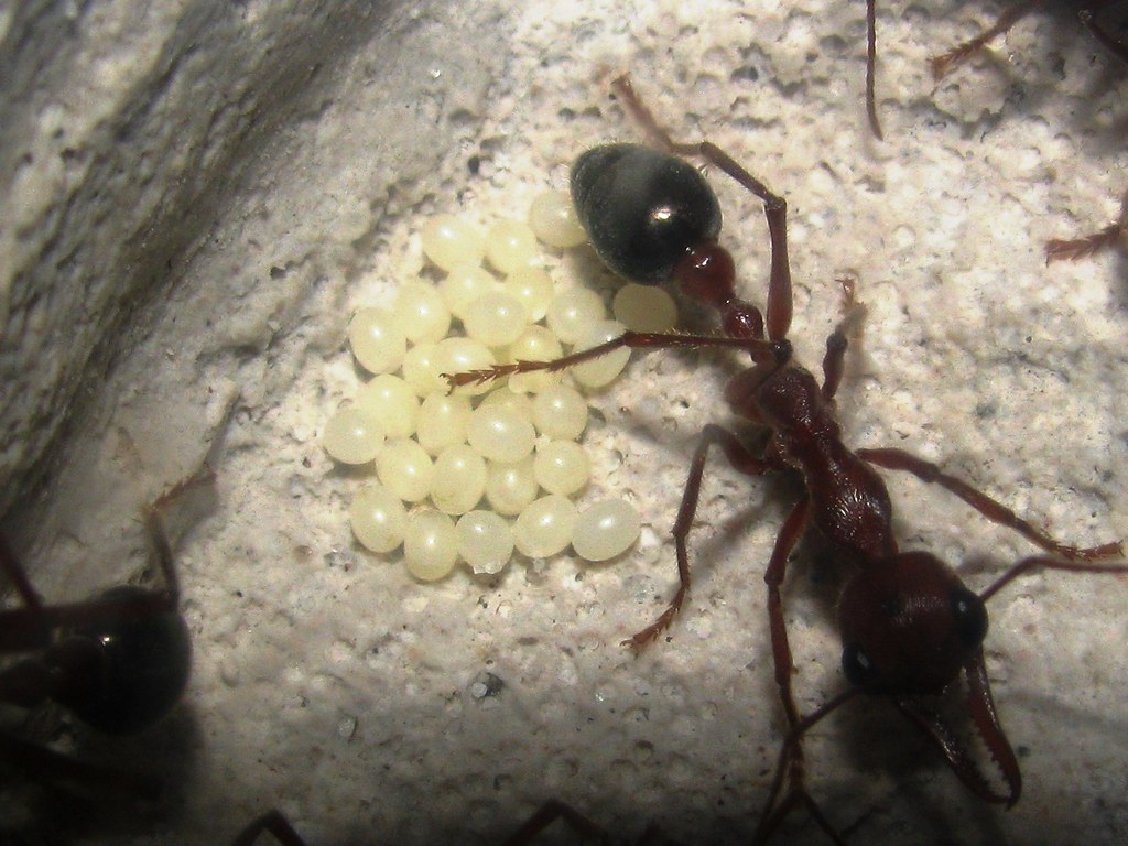 Queen Ant Laying Eggs Goimages Garden
