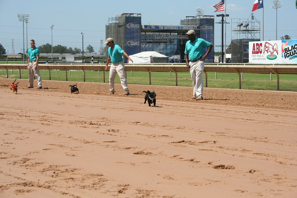 Wiener Dog Races at Sam Houston Race Park