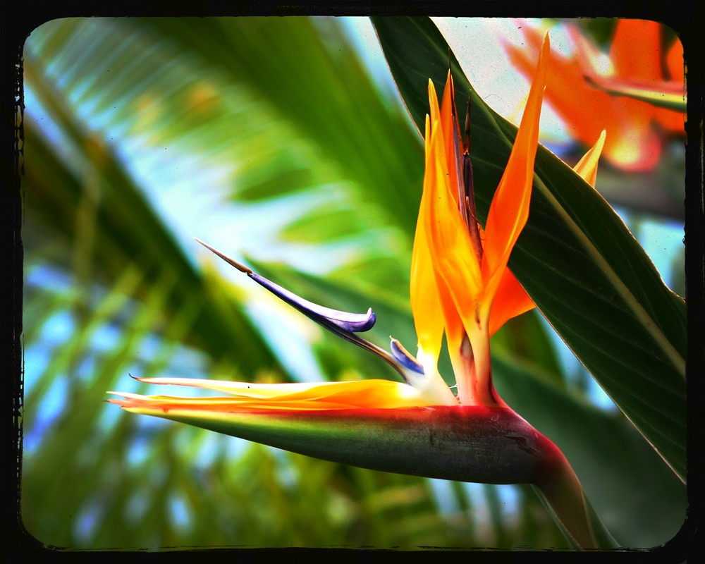 bird of paradise at tropika getaway