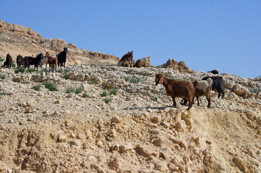IMG_8346 Goats, near Mount Nebo David Seelig Flickr