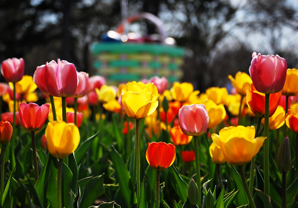 New Lakeview Park tulip garden The newest attraction at Lo… Flickr