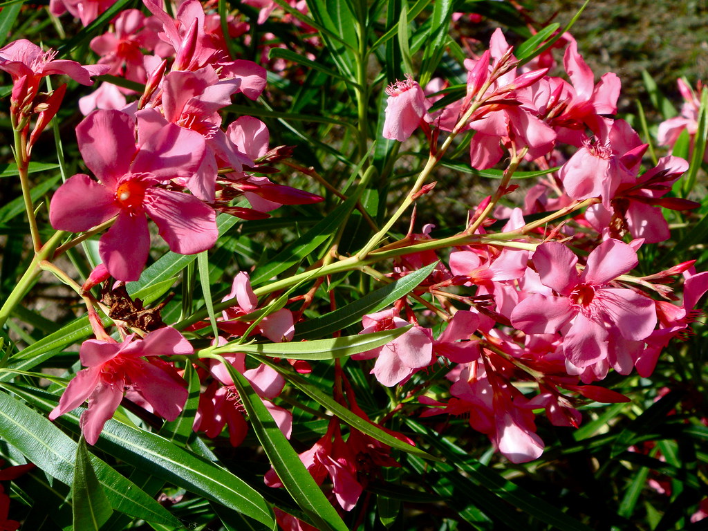 Pink Flowers Zoe Corkhill Flickr