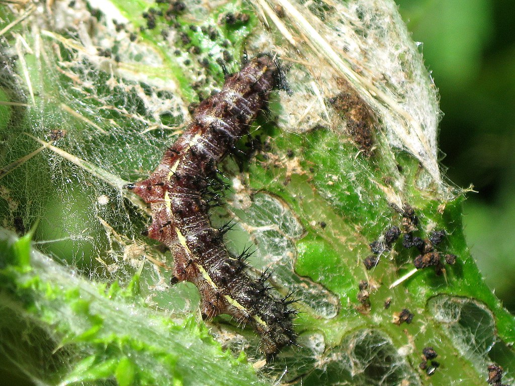 Painted Lady Caterpillar Michael Drum Flickr