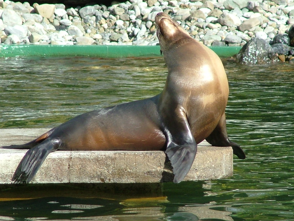 Seal, Dublin Zoo. ExPhixer Flickr