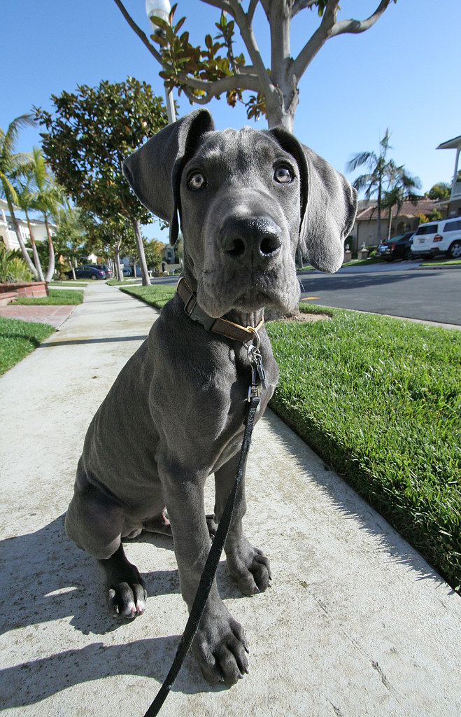 Pharaoh Our new Blue Great Dane puppy at 3 1/2 months. Sherif