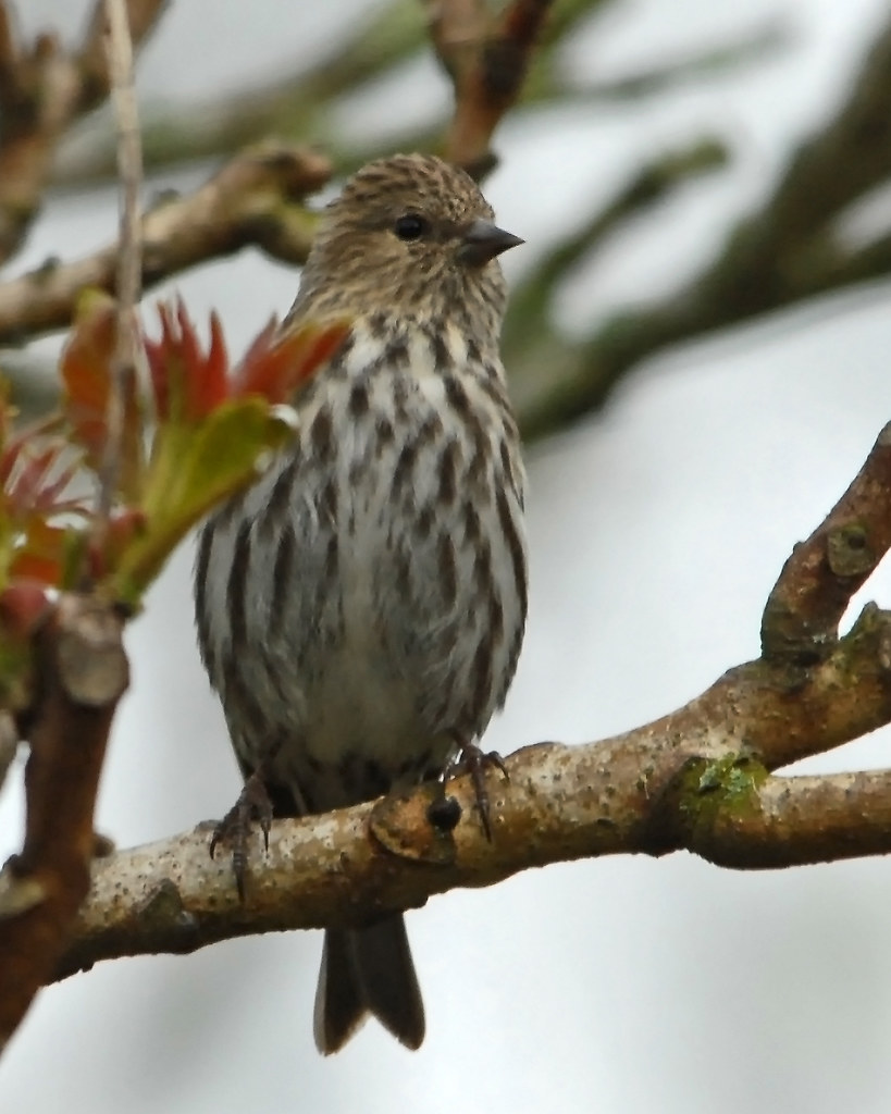 Pine siskin (Carduelis pinus) Pine siskin (Carduelis pinus… Flickr