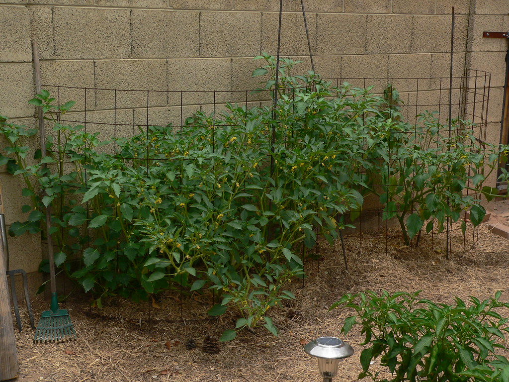 tomatillo0608 Tomatillos growing in a big cage of concrete… Flickr
