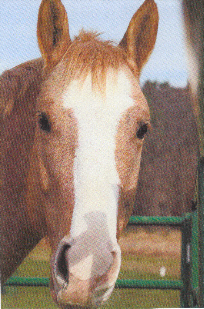 Sweet Chili Pepper The horse Sean Wolter Flickr