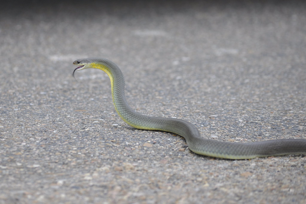 Eastern Yellow Bellied Racer 7 of 11 David Sledge Flickr