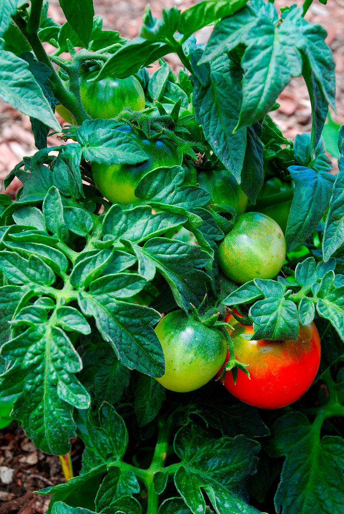 gardenHusky cherry red tomato plant rZx ¿ 摄影师 Flickr