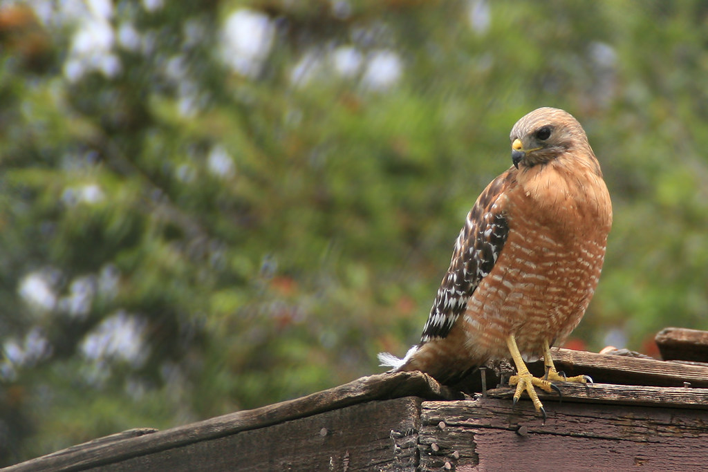 Truly Wild in the Los Angeles Zoo Scores of wild birds and… Flickr