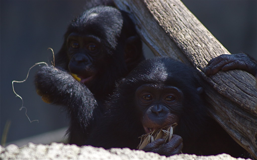 Baby Bonobos In bonobo society, the females take charge an… Flickr