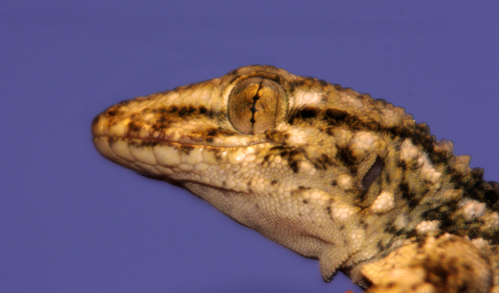 Tarentola mauritanica Osga Comum Wall