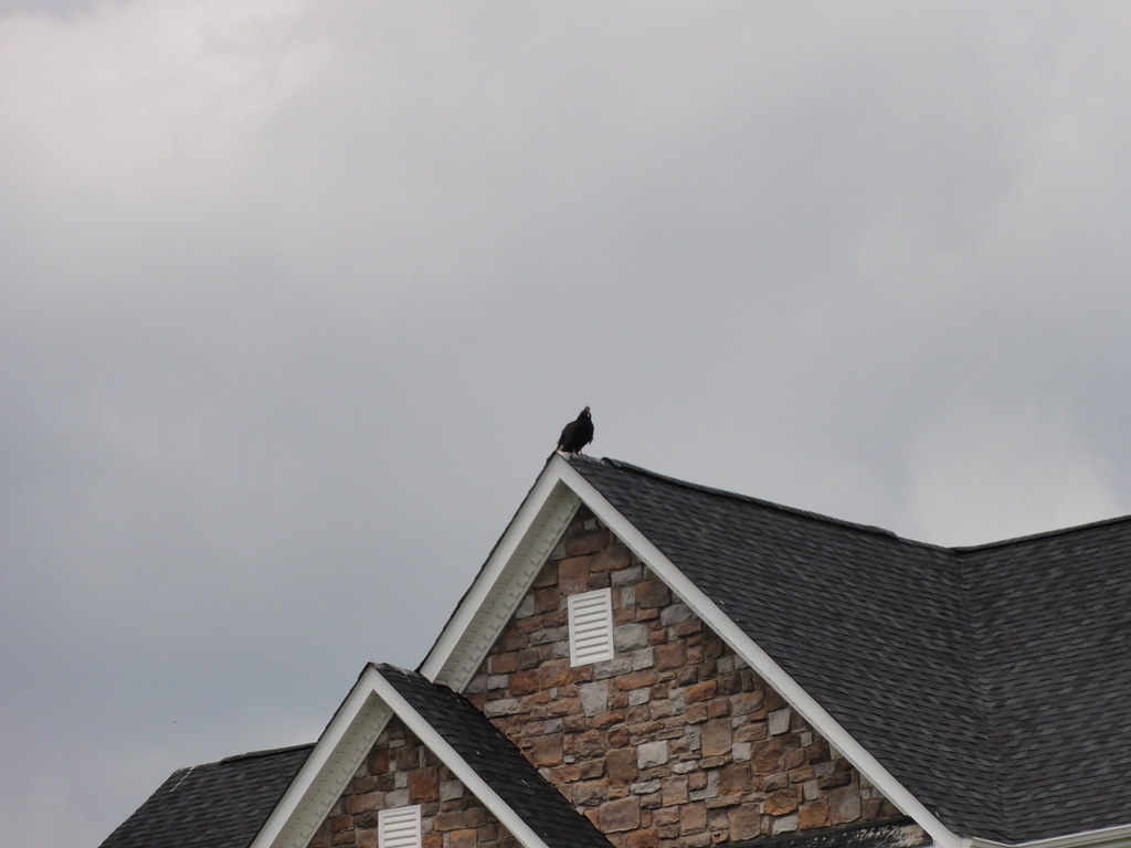 Turkey Vulture on the roof Effortlessly uploaded by EyeFi… Flickr