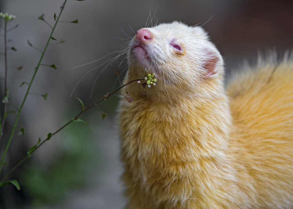 Albino ferret and plants An albino ferret next to some wil… Flickr