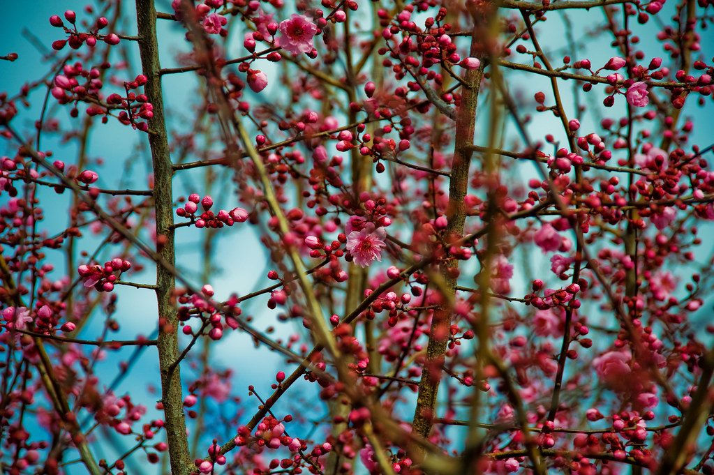 Spring? Cherry Blossoms in the backyard Jeff Flickr