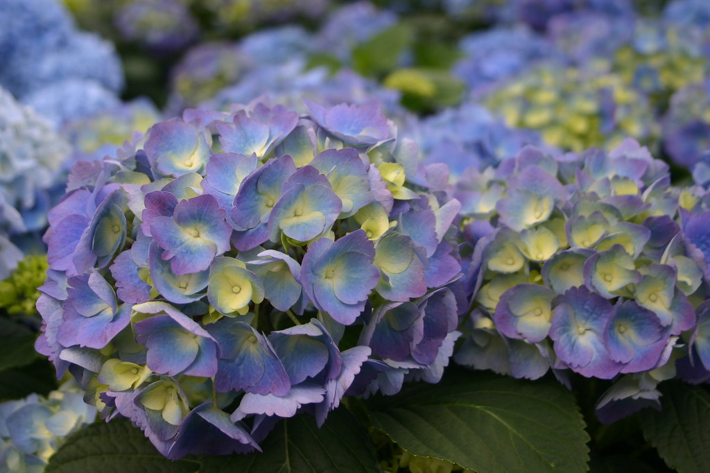 Gertens Greenhouse Inver Grove Heights, MN. Working in a g… Flickr