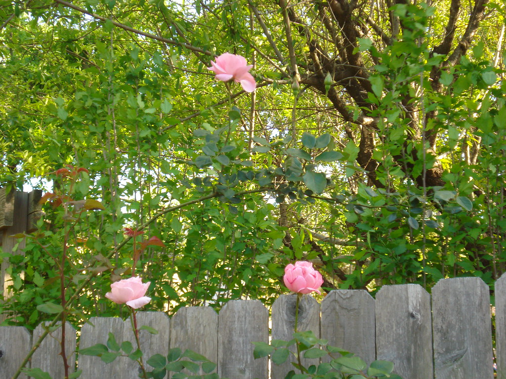 climbing queen elizabeth rose carsch73 Flickr