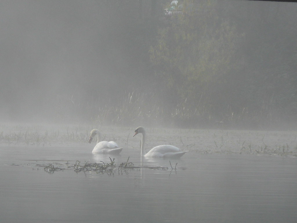 IMG_0398 Greenfield, Flint 29/11/08 carol.farrer Flickr