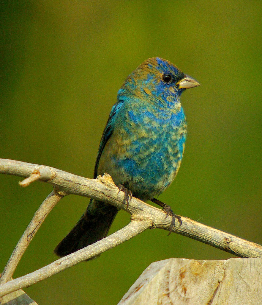 Indigo Bunting (nonbreeding male) Photo by Paul Allen, Ev… Flickr