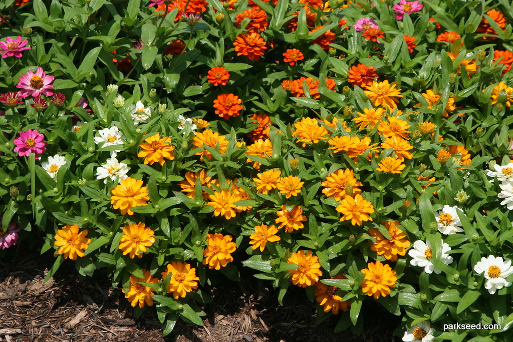 Zinnia Profusion Double Mix Flower Day is the onceayear … Flickr