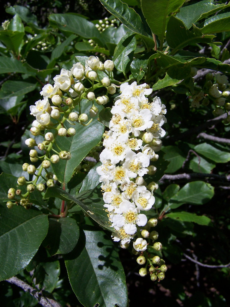 CHOKECHERRY FLOWERS Prunus virginiana Bryant Olsen Flickr