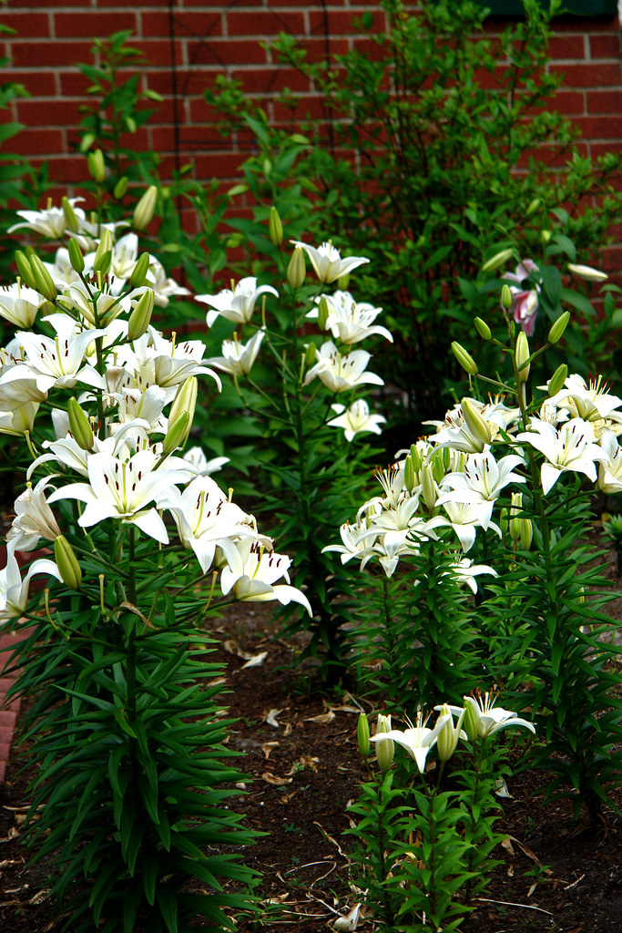 Asiatic Lilies White White asiatic lilies line the entra… Flickr