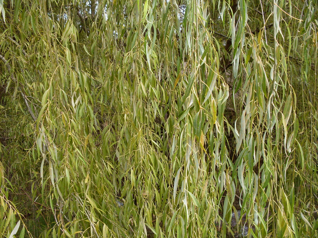 Weeping Willow Weeping Willows, Salix babylonica, used for… Flickr