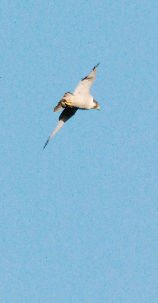 Peregrine Falcon Brake Nr Wembury, Devon 2401… Alan