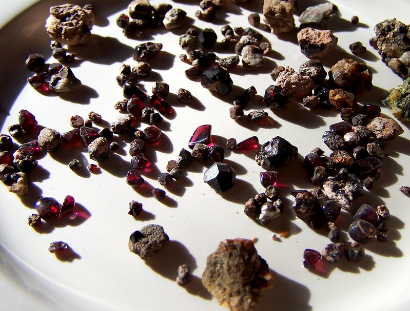 The Diverse World of A Deep Dive into the World's Oldest