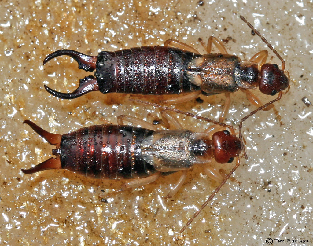 Common Earwig (Forficula auricularia) male and female Flickr