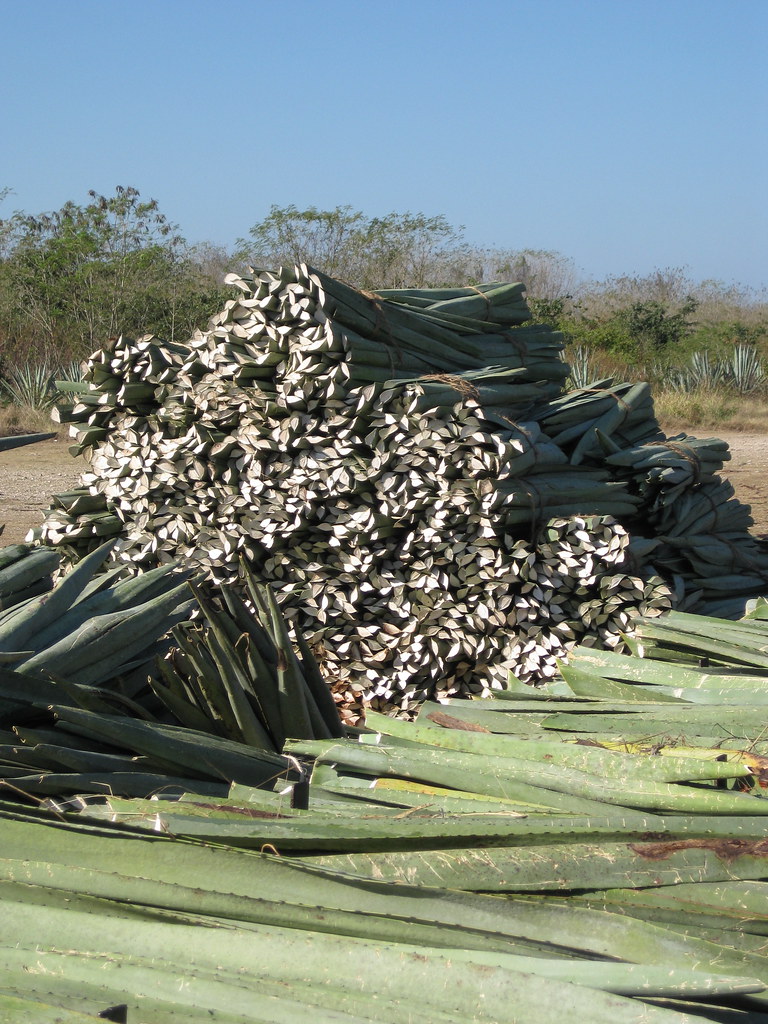 Cut sisal Somewhere in the Yucatan...Mexico smilla4 Flickr