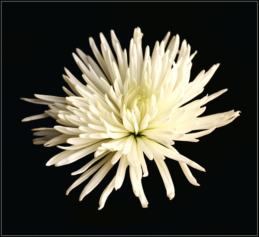Chrysanthemum in White Chrysanthemum in White Flickr