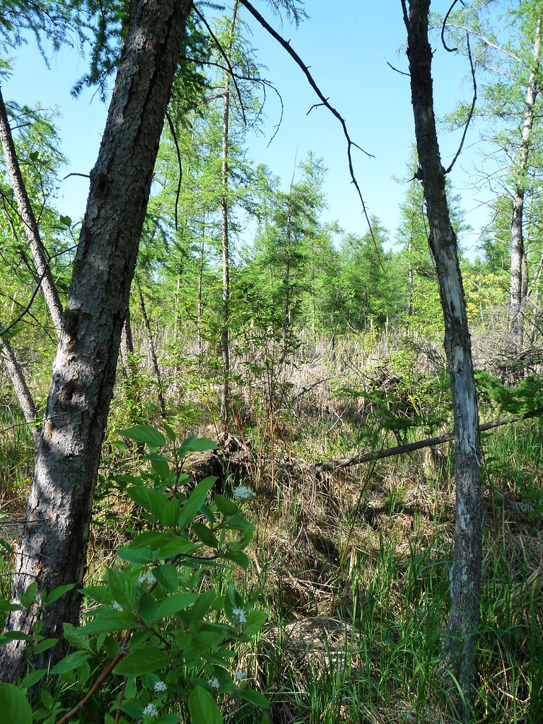 Minerotrophic Tamarack Swamp Anthony Levens Flickr