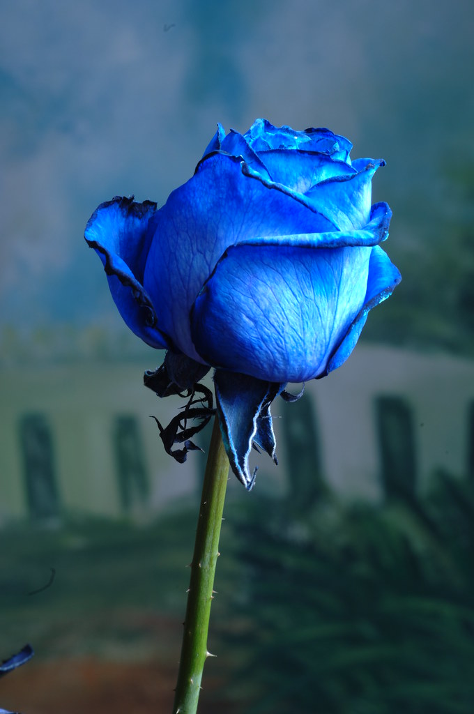 DSC_1807 Blue Rose a symbol of love and prosperity Flickr