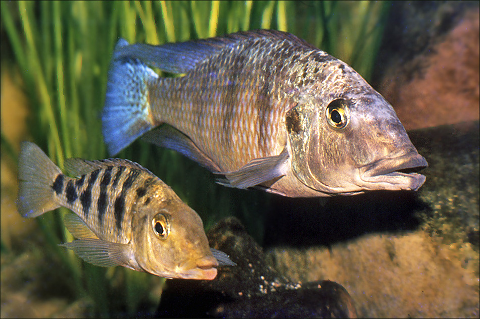 Vis Fivespot Mouthbrooder 1 2022 The Fivespot Mouthbrooder… Flickr