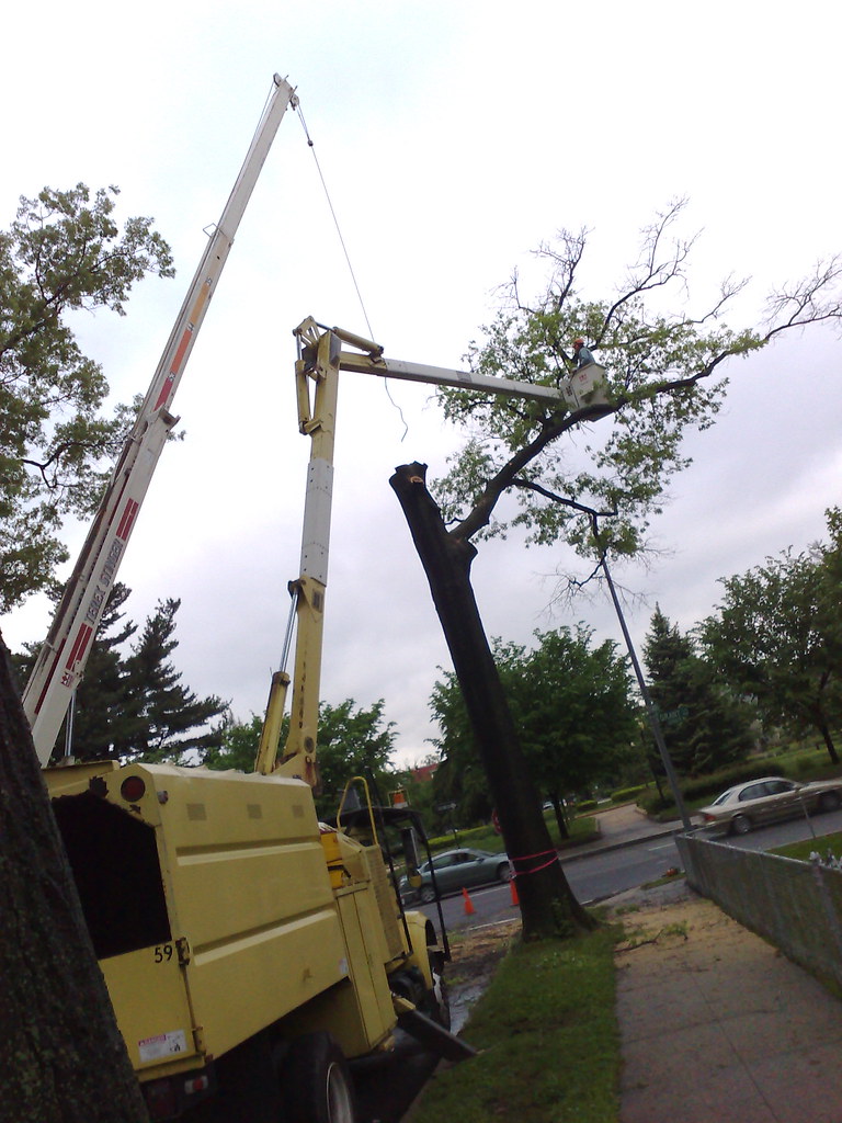 DC Tree Removal Flickr