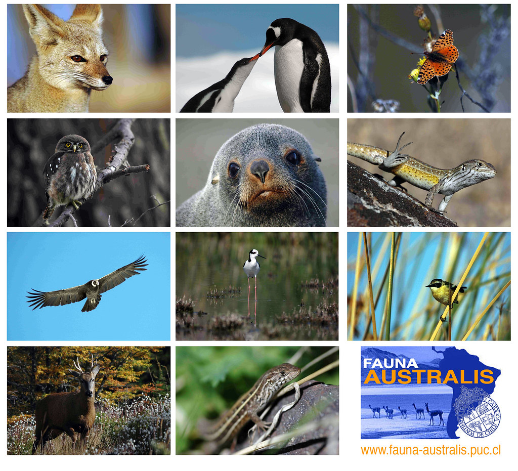 Gambar Fauna Australis