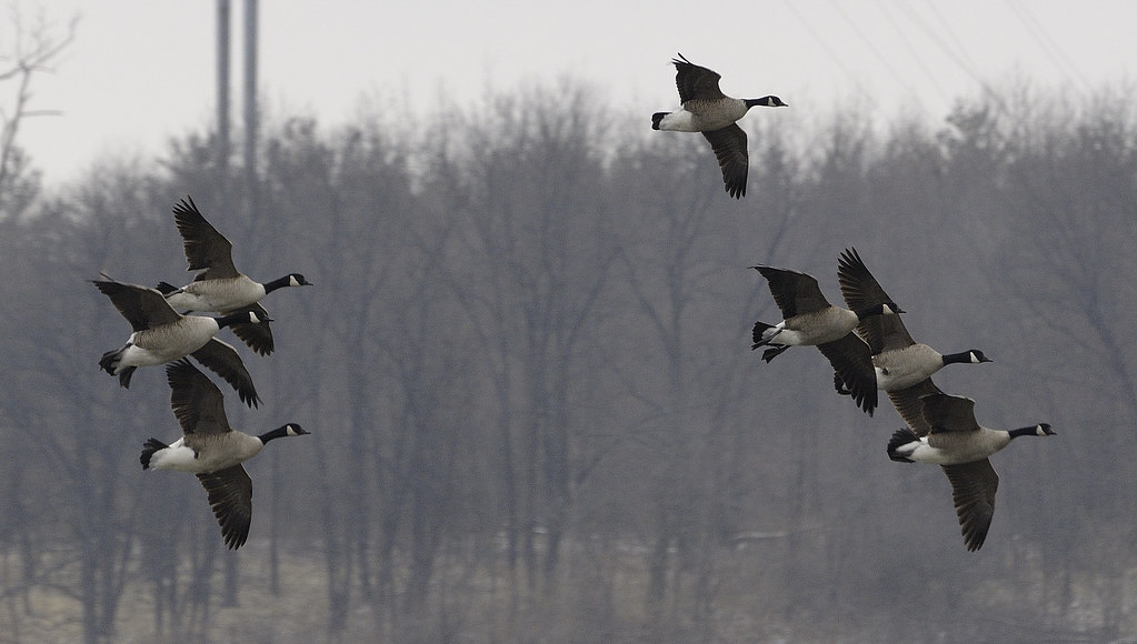Lake Evergreen Illinois Lake Evergreen Bloomington, IL Jan… Flickr