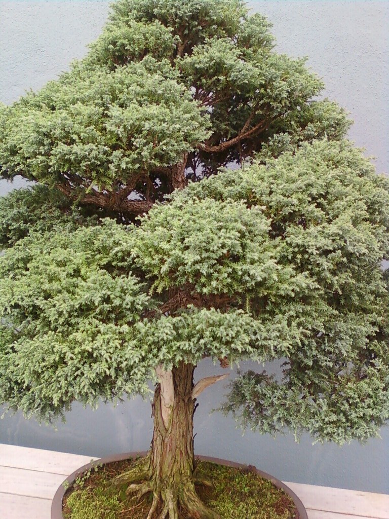 Brooklyn Botanic Garden Bonsai Tree carlos avilez Flickr