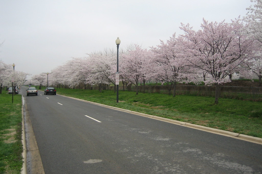 Cherry Blossom Drive Rick Wagner Flickr