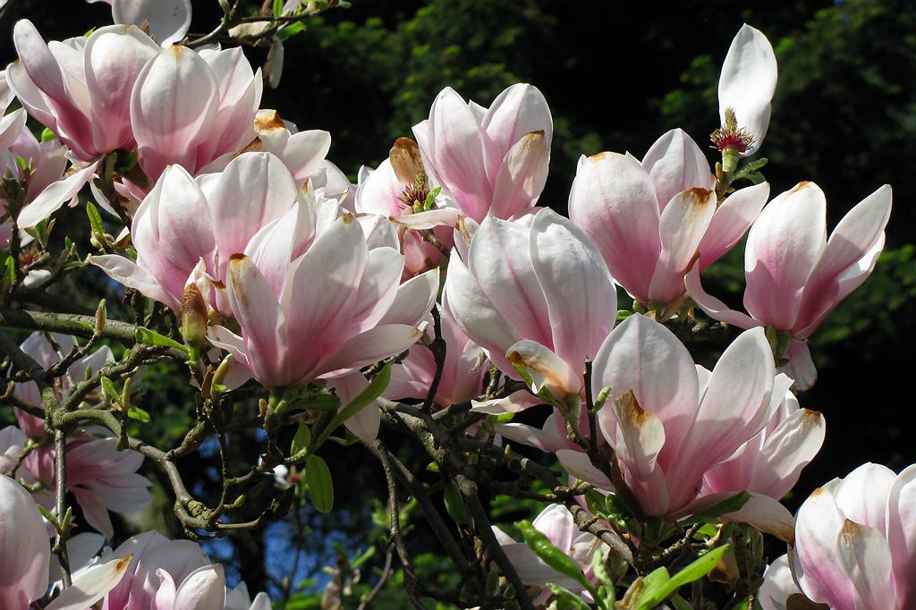 blossom I love when magnolias are in bloom! These trees ar… Flickr